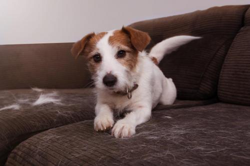 FURRY JACK RUSSELL DOG, SHEDDING HAIR DURING MOLT SEASON PLAYING ON A SOFA.